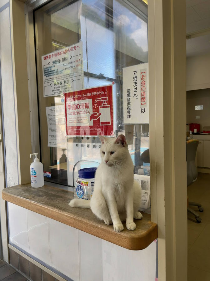 相島渡船待合所入り口には白猫ちゃんがお出迎えしてくれました