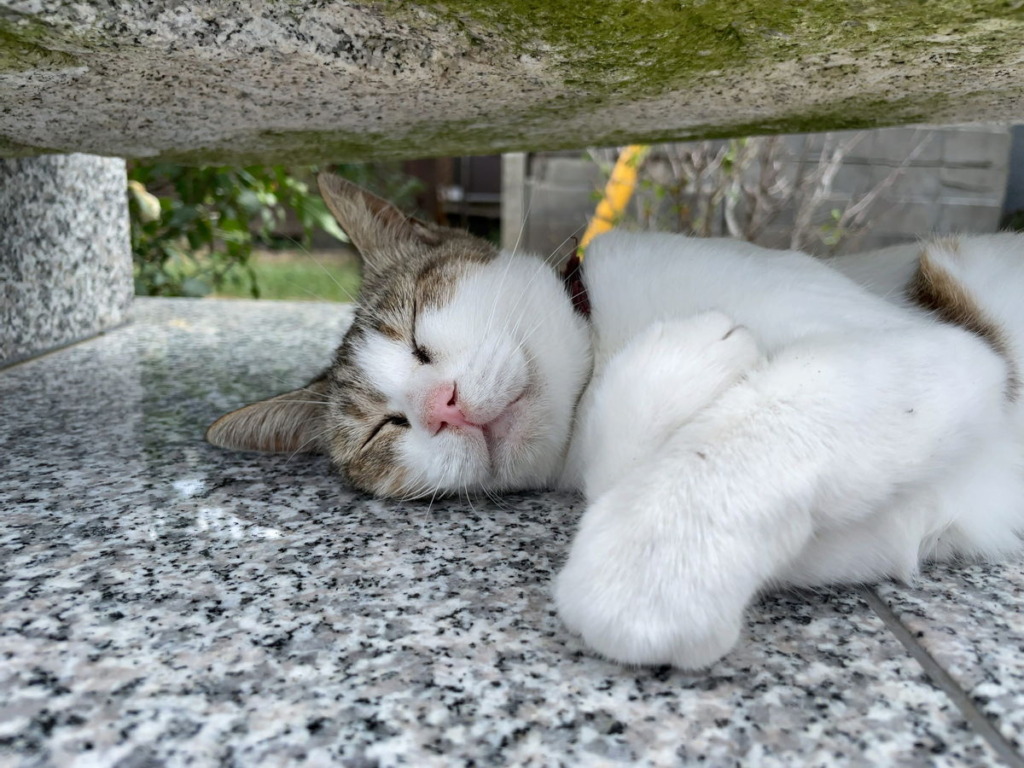 相島のウィッシュ猫