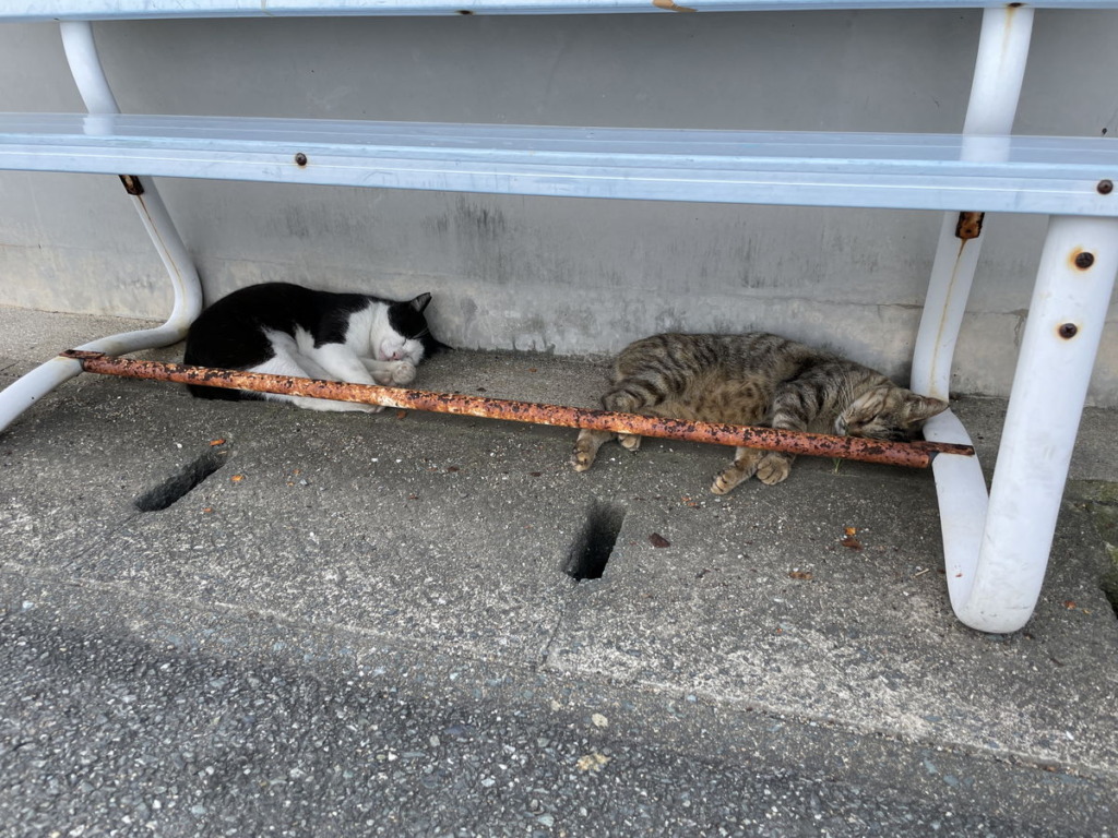 ベンチの下で寝る相島の猫ちゃんたち
